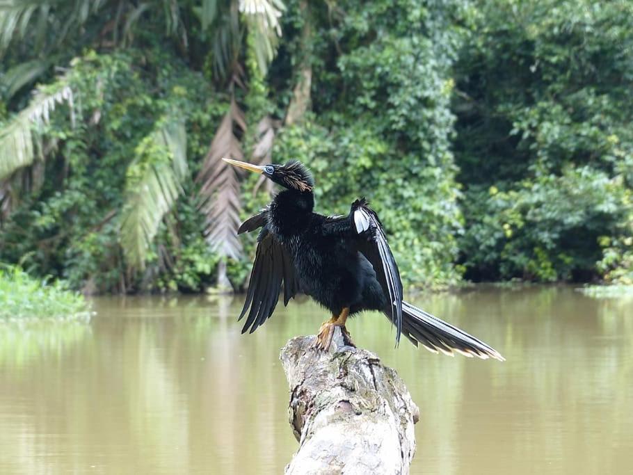 Caribbean View Tortuguero Exterior foto