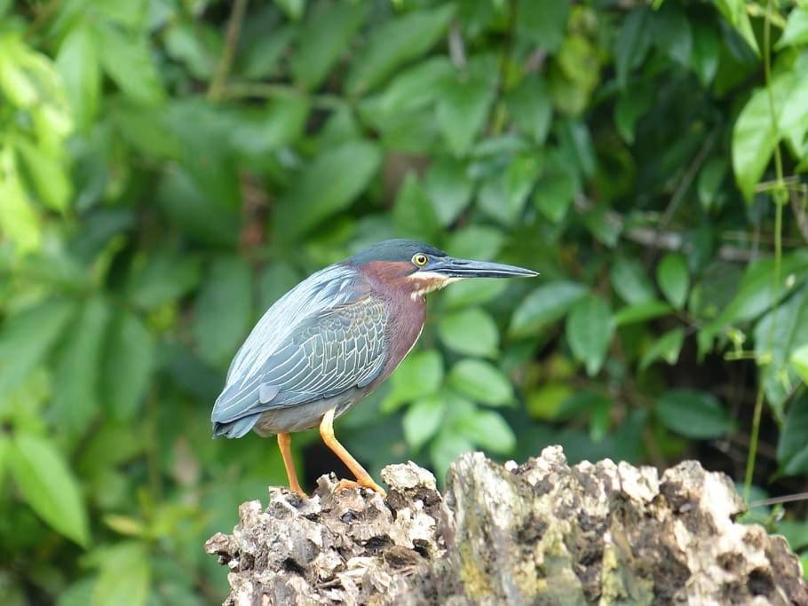 Caribbean View Tortuguero Exterior foto