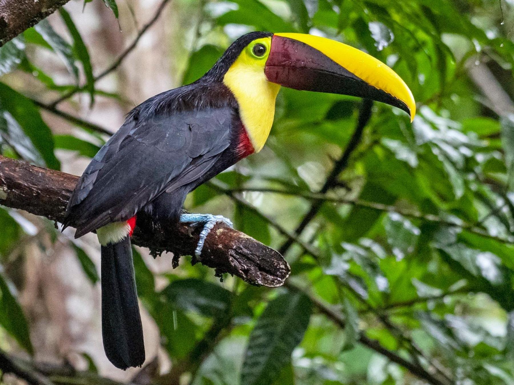 Caribbean View Tortuguero Exterior foto