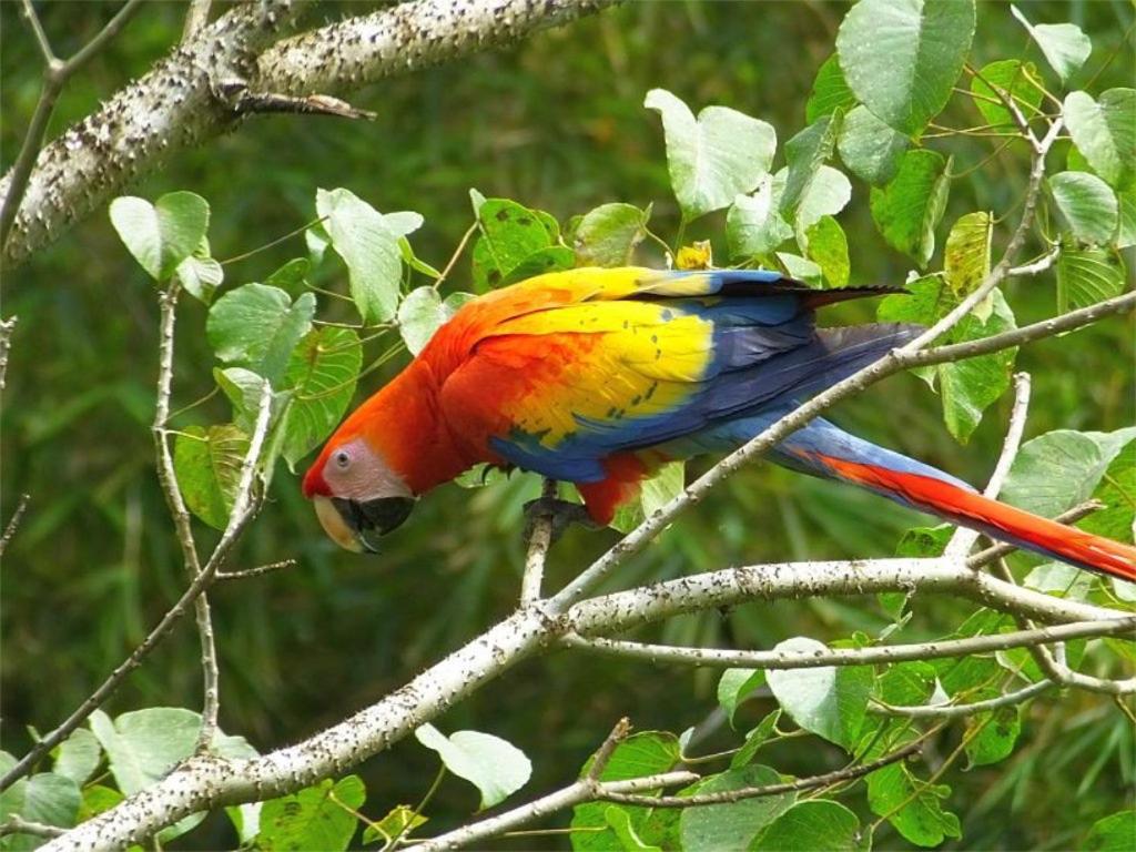Caribbean View Tortuguero Exterior foto